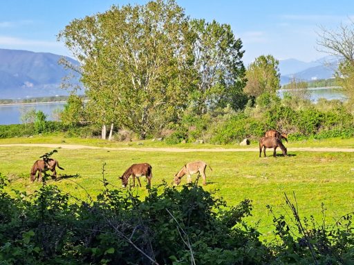 Weite vor dem Lake Kerkini